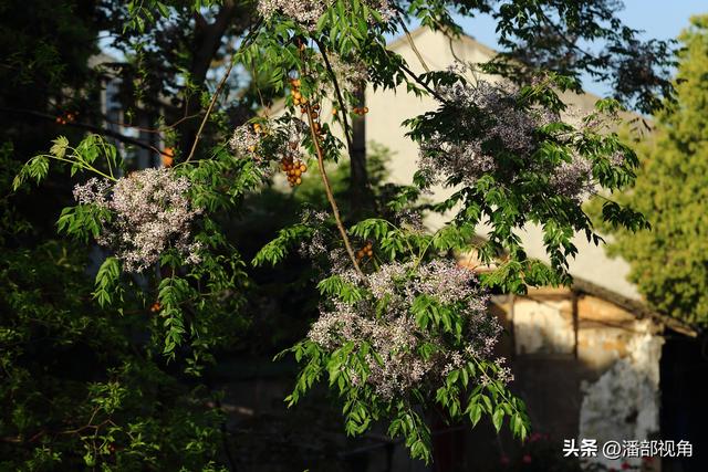 到无锡“楝城"去走走，看紫色，闻花香