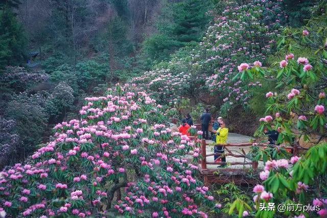 镇安：2万余亩高山杜鹃迎来盛放期