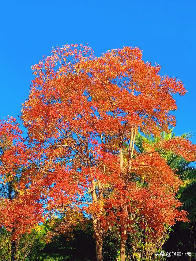 秋霜寒，秋叶艳，秋林醉，在家乡小城，邂逅一场姗姗来迟的秋景