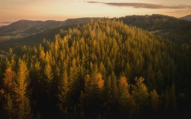 岁月凌霜，树叶枯黄，时光已是深秋