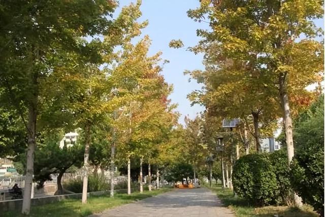 一叶知秋！2025年石家庄市城区赏秋指南来啦 这些地方别错过