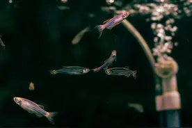 鱼游太空 | 斑马鱼脱颖而出，靠的是什么？图片