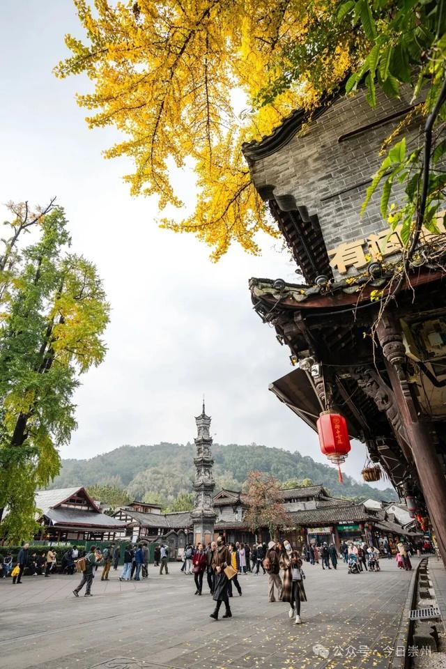 速来→崇州正上演初冬金色浪漫大片！