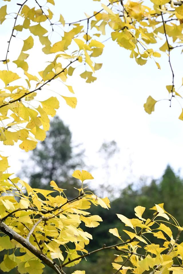 速来！桐梓这里含“金”量超高~