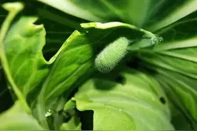 还在用甲维盐治虫？难怪治不住！这四类杀虫剂替代甲维盐效果更好图片