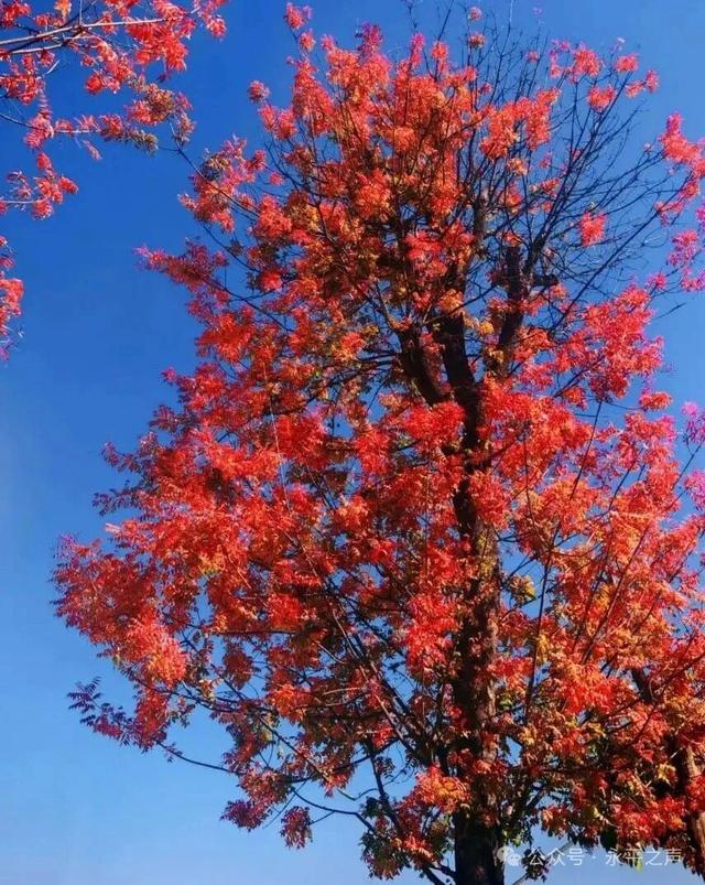 永平楷(jiē)木大道,邀您邂逅冬日“楷(kǎi)模”风骨!