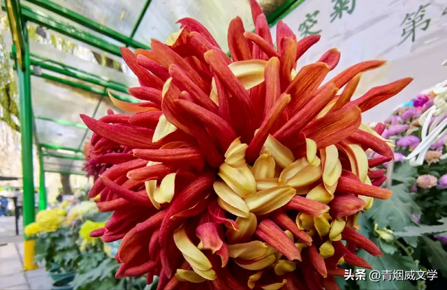 趵突菊韵 锦绣泉城