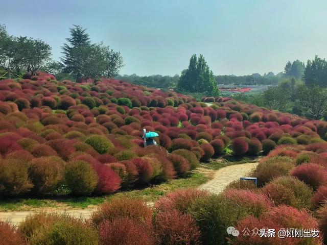 大连最美花海，中国园艺界标杆，十一假期就去这里赏花