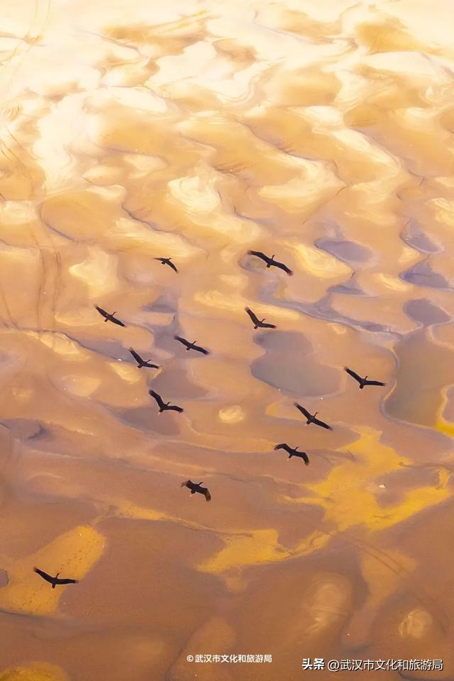 沙漠踏雪，只在武汉，最佳观赏期到了！