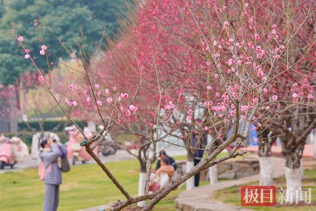头顶空轨飞驰，身旁红梅似火，武汉这座公园上演硬核浪漫