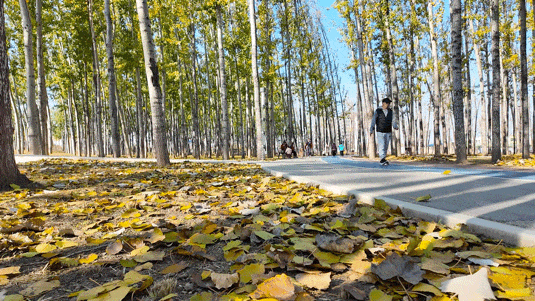 顺义白杨林：把冬日浅金，织进一帧鎏金诗篇里