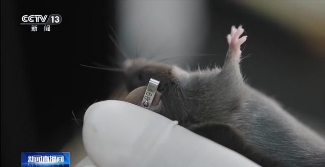 中国空间太空小鼠也要“过五关斩六将” ，300只中选拔4只