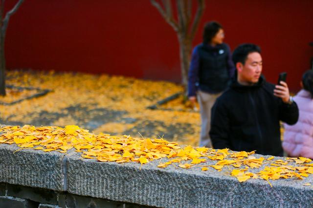 泰山普照寺，那最后的一树金黄