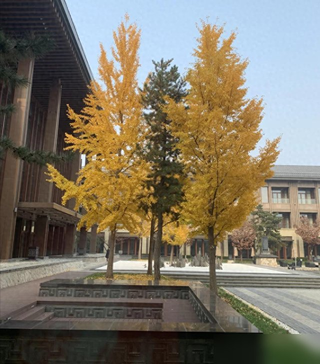 “阴树不进家门,阳树不进坟墓”,哪些是“阴树”和“阳树”呢？