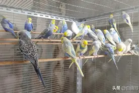 养鹦鹉必看！关于鹦鹉下蛋，90%新手不知道的真相图片