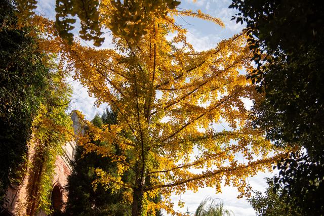 初冬古城｜听落叶飘落，才算读懂它的温柔