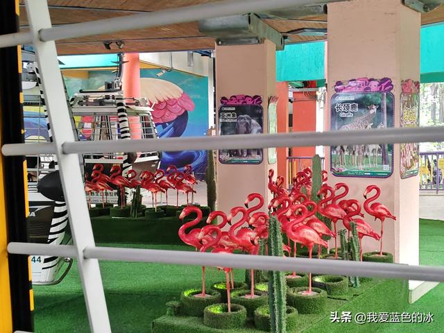 参观广州长隆野生动物园，全程感觉眼累手累腿不累