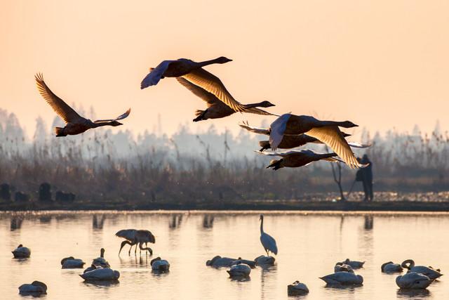 从鸟浪化鲲火爆全网，推荐这几个国内观鸟的神级景点，赶快去吧！