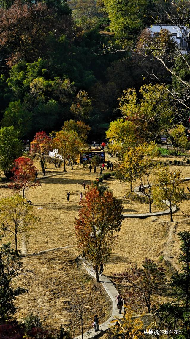 皖南秋色塔川绝美的落羽杉林