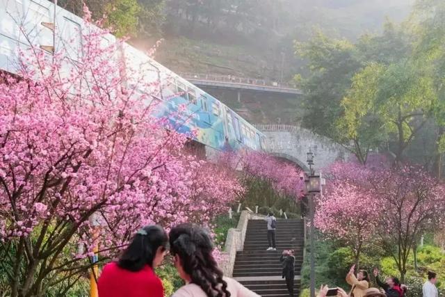 政在问丨鹅岭火了，但步道的故事才刚刚开始