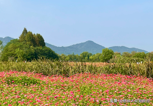 爱花小伙伴们：杭州湘湖花海盛放期来临，来免费嗅浪漫花香吧！