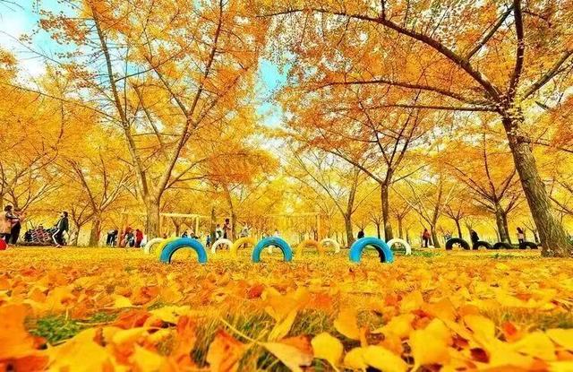 临沂人游临沂｜赶郯城大集吃刚出锅的烧鸡，初冬游古郯烟火