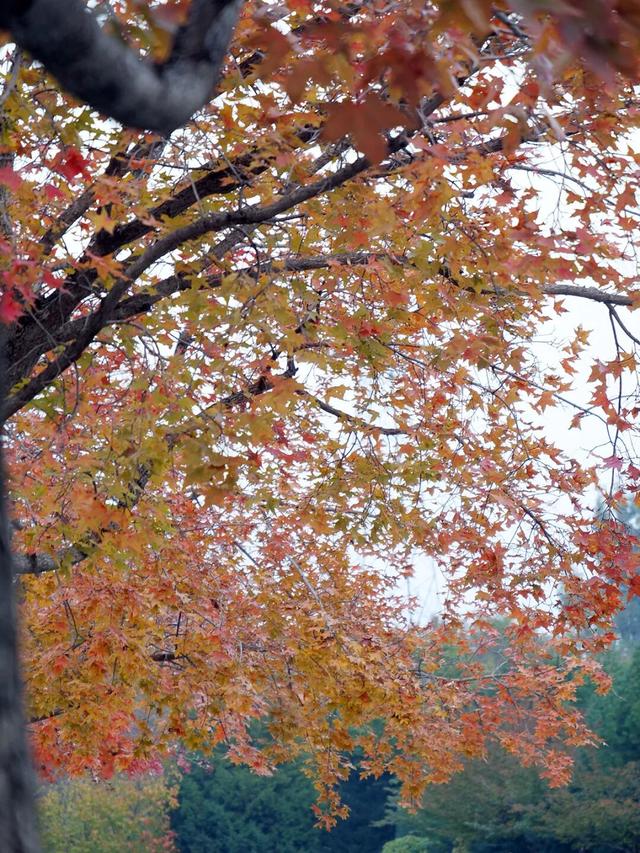 在顺义这些宝藏公园邂逅斑斓秋景——