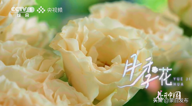 蒙自花开上央视！诚邀晒图，评论区专“宠”鲜花！