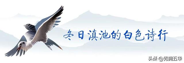 冬之云南 万羽衔霜｜新霞客·旅居记