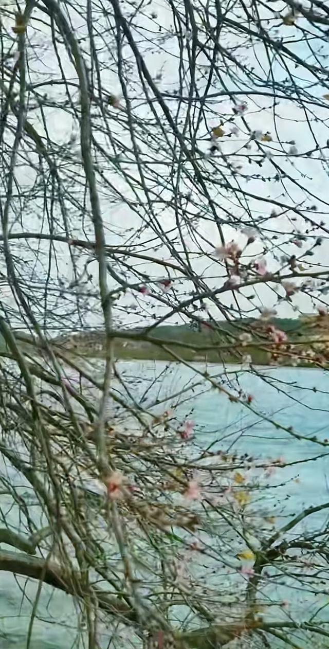 颐和园山桃花 逆寒潮绽放 罕见“血色冬花”