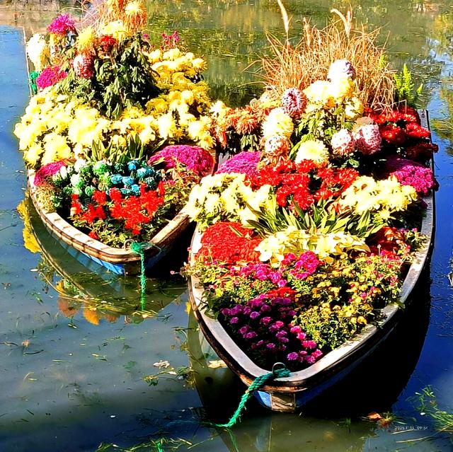 中山公园的菊花