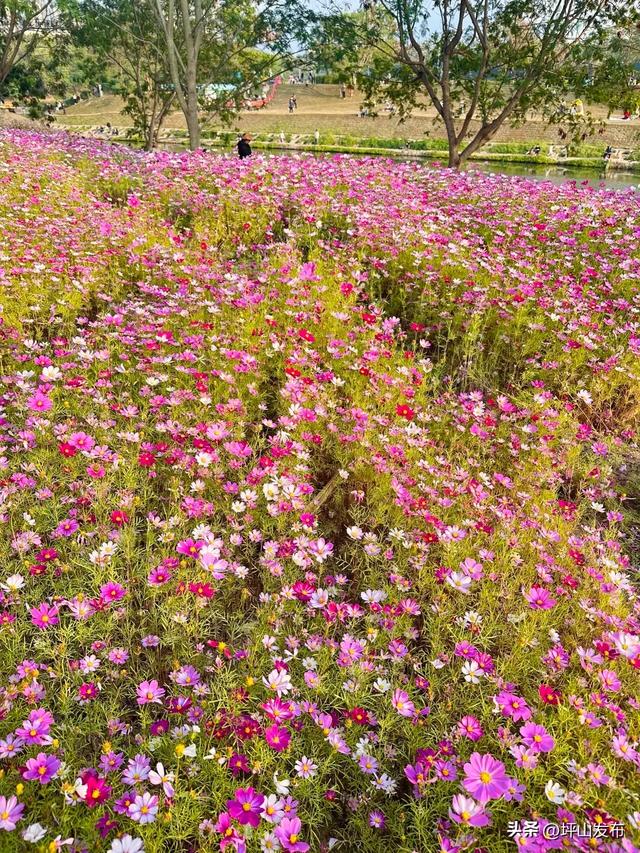 看完你的 看你的,坪山这片格桑花海承包你的秋日治愈感!
