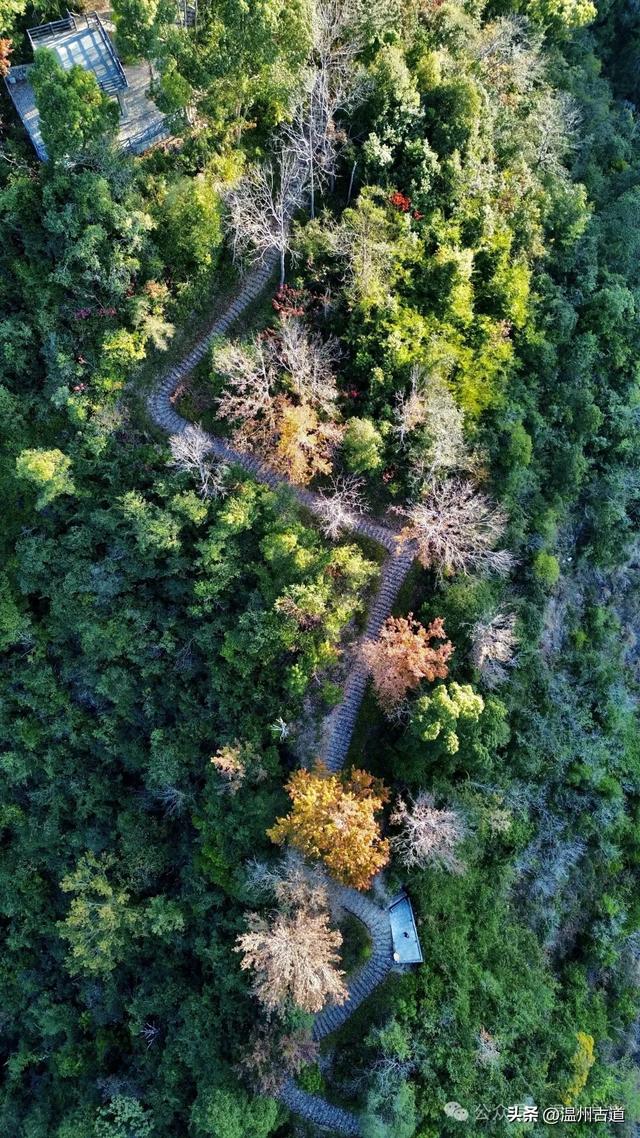 现场报道:温州这条醉美红枫古道已经美艳了!