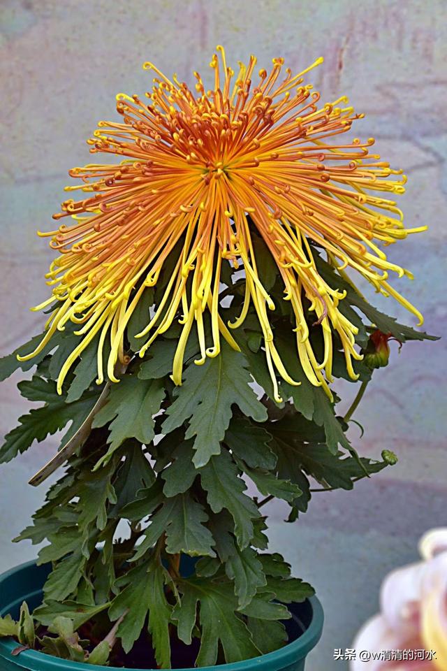 菊花是秋天里美丽的图画