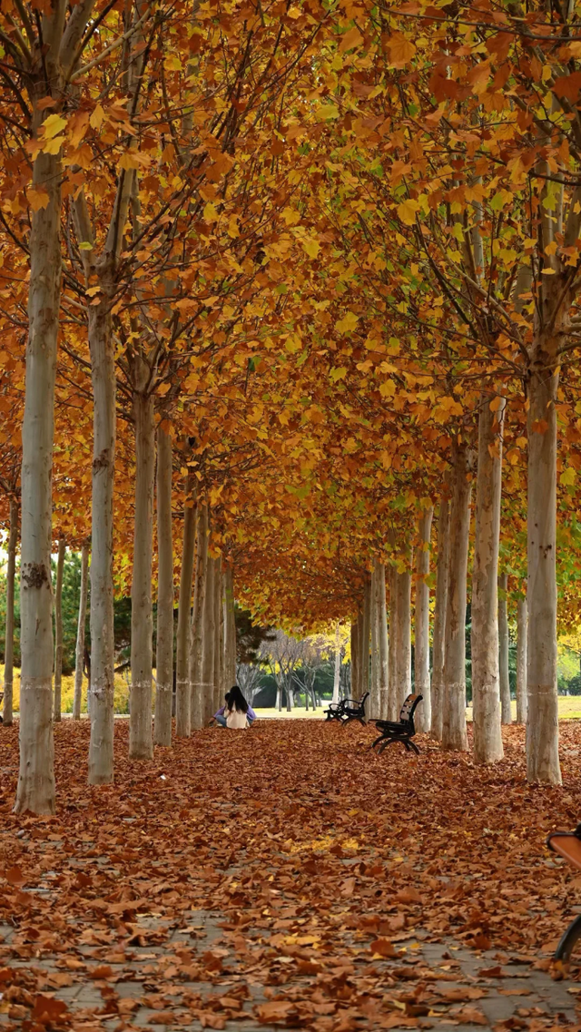 此刻的临沂，把清欢藏进风景里