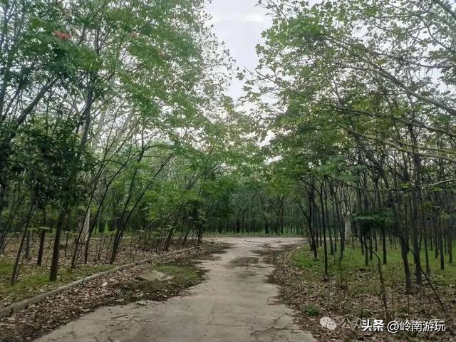 乘上地铁10号线到灞渭桥湿地公园，大片粉黛乱子草等着你打卡！