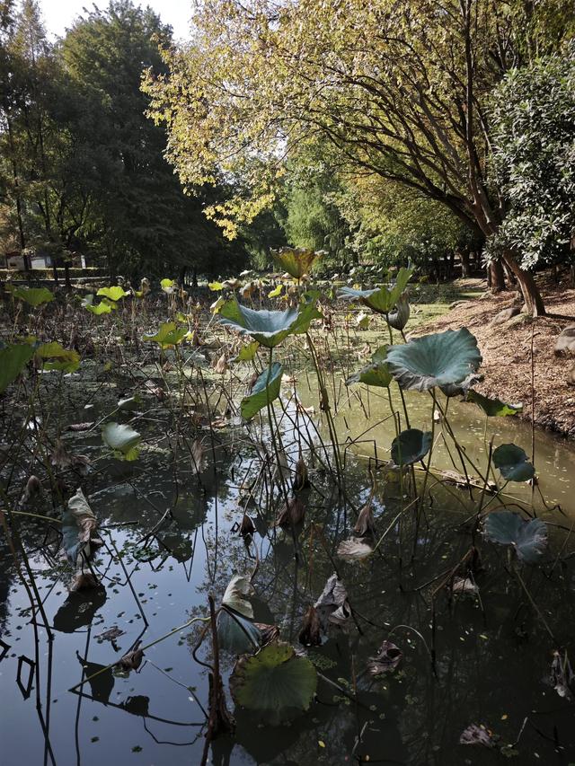 与残荷相遇：繁华落尽后的从容与坚守