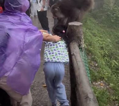 峨眉山泼猴又上热搜！多名游客遭追逐滚下山，景区回应：无法避免