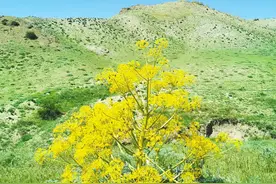 走近新疆“明星物种”阿魏图片