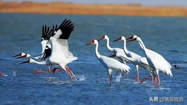 吉林这片6603公顷的净土，白鹤起舞如画中谪仙，秋天必去