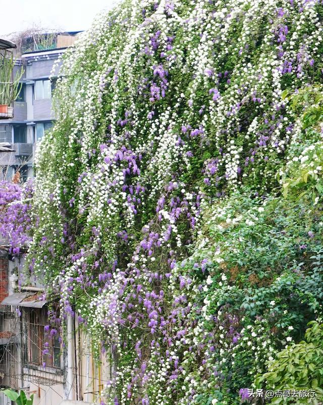 成都市内紫藤王开花了，20米花瀑超级惊艳，这4处都不要门票！