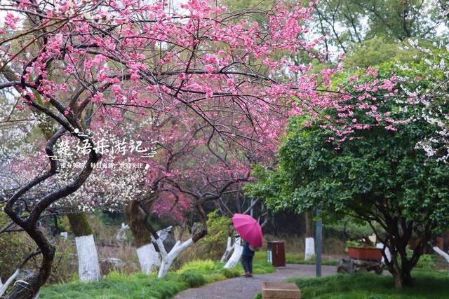 除了月湖公园的梅花，宁波城区这几处赏梅地也很美，交通相当方便