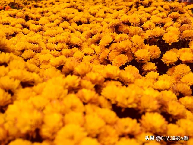 秋野里的黄金浪，是季节写给大地的情诗！