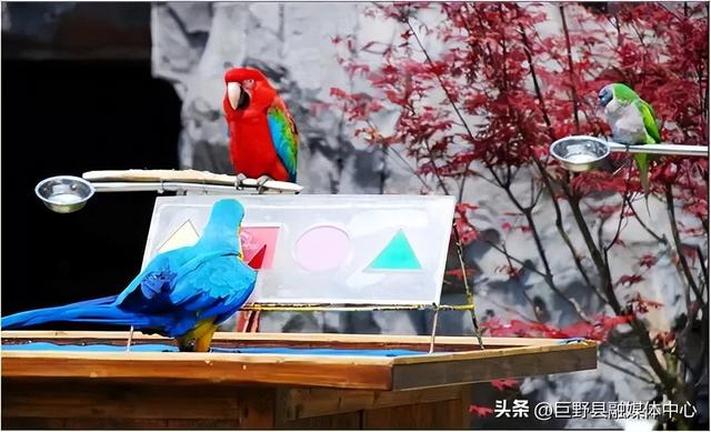 定了！国庆开园！门票免费送！菏泽白虎山动物园10月1日强势回归！