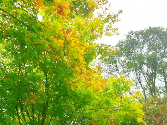 初冬限定之美——兴庆宫里的一步一景