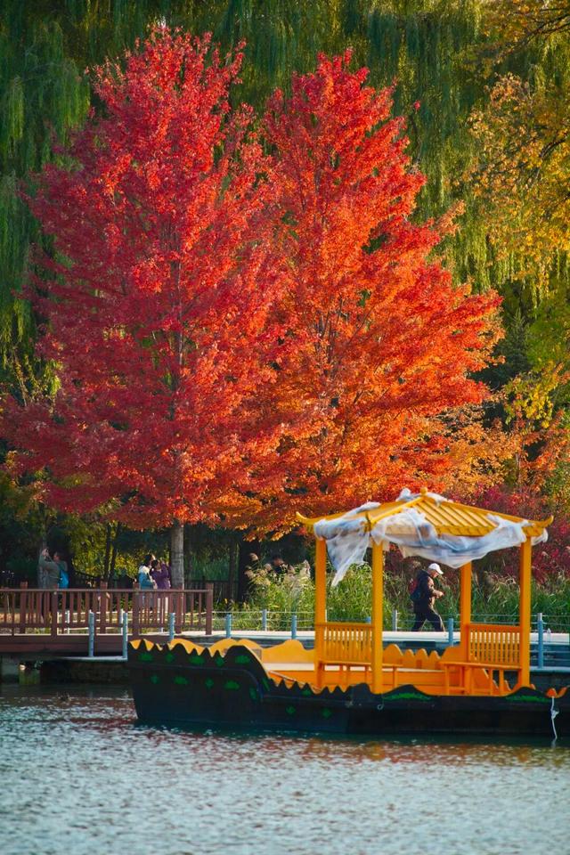 实拍！海淀“莫奈花园”已开启五彩斑斓“童话模式”