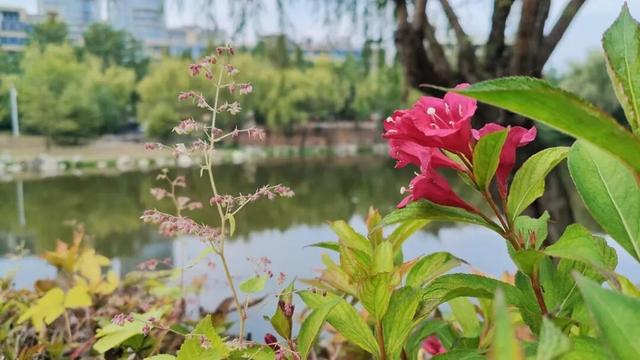 寻美薛城丨倔强！勇敢！锦带花寒冬绽放