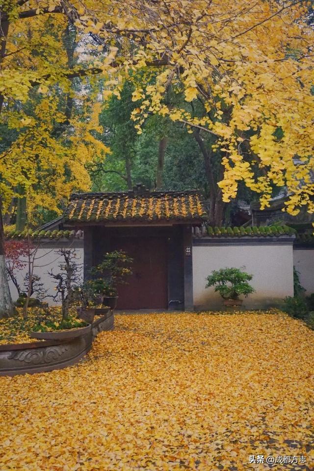 400岁树龄！成都这里有“中国最美古树群”→