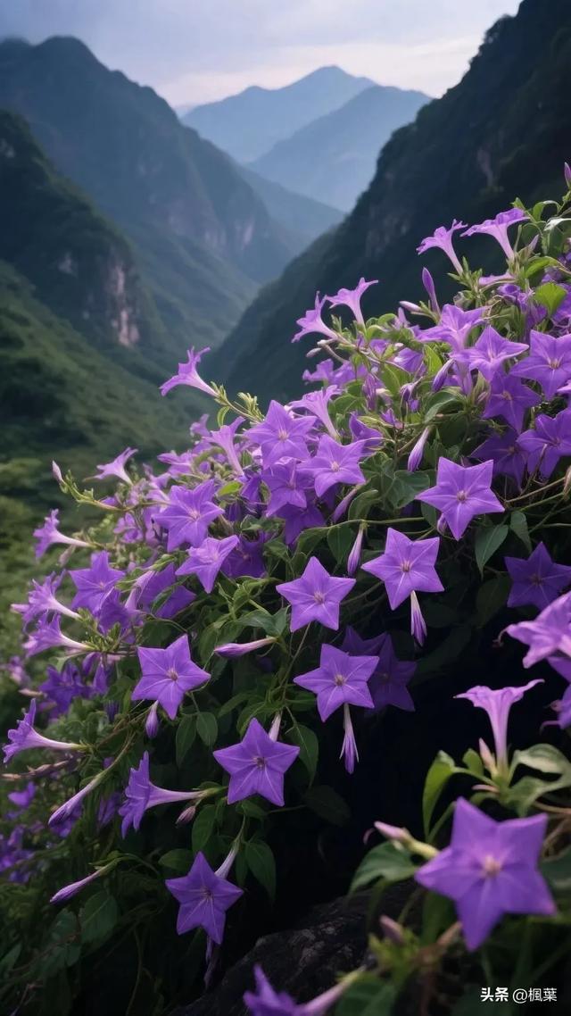 山谷中紫色的羽叶茑萝五角星花盛开，花朵密集地开满花枝。