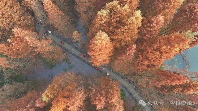 免费又出片！崇州初冬宝藏秘境，美到封神！